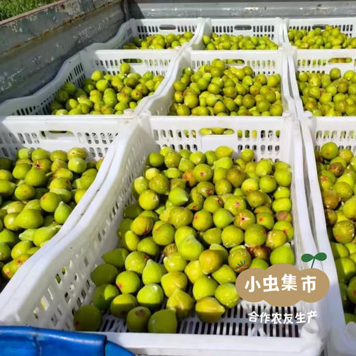 生态青皮无花果干 86g /罐 | 合作农友生产，产自山东威海，生产者：刘树杰 ＆【公平贸易农人定价】 商品图10