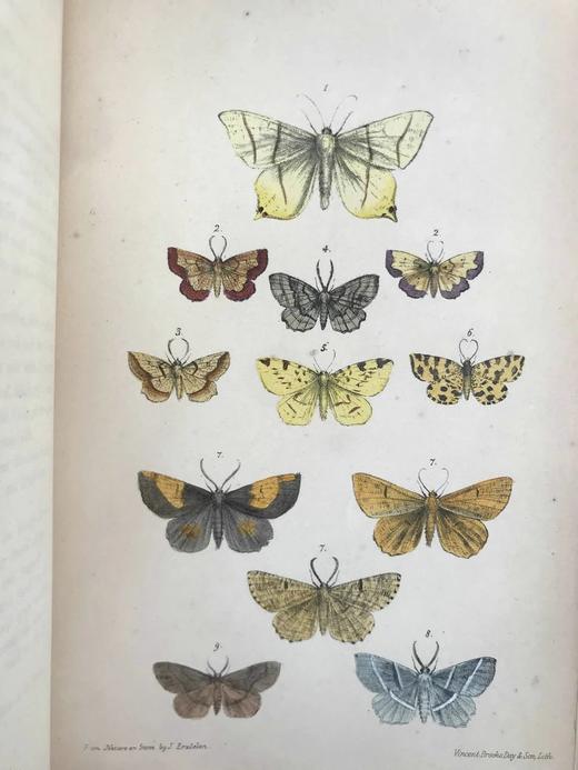 含藏书票！1872年 英国蛾类自然史（全4卷） 132页套色版画插图 漆布精装16开 商品图6