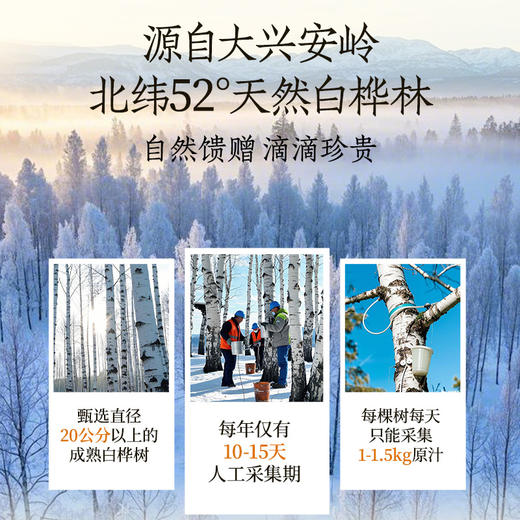 轻上白桦树茉莉花茶无糖茶饮品原茶真萃健康清爽400ml 商品图4