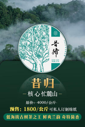 【2025年昔归古树】昔归忙麓山核心产区挑采