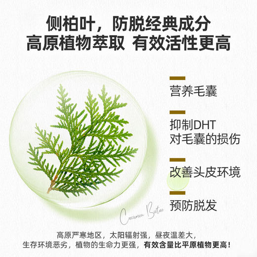 【植物防脱+现代活性成分 全链路防脱】蔚雨堂防脱洗发水300ml/支 商品图4
