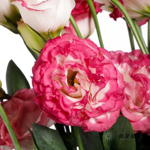 洋桔梗 | 粉边 商品图3