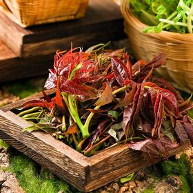 椿芽 约100g/盒 香椿