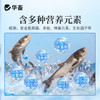 双效肽肥可肥水 可代替饲料 生物饵料 补充碳源 平衡藻相 肥水肥鱼 商品缩略图1