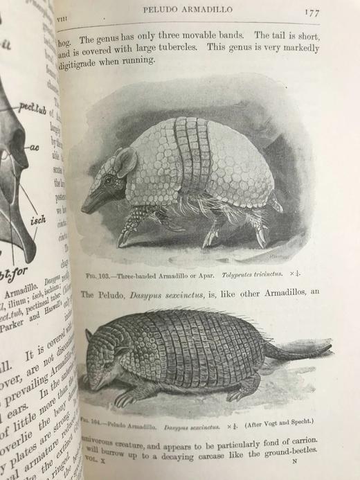 1920年 哺乳动物图鉴 数百幅插图 真皮精装大32开 商品图5