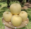 【BF】金苹果约250g一个 商品缩略图0