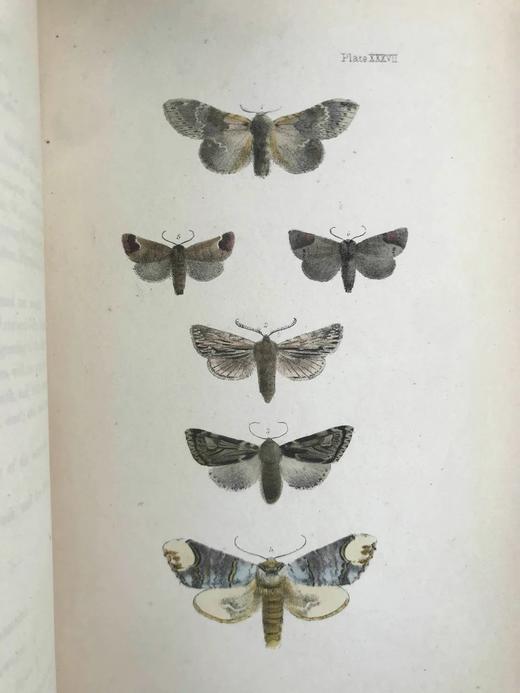 含藏书票！1872年 英国蛾类自然史（全4卷） 132页套色版画插图 漆布精装16开 商品图12