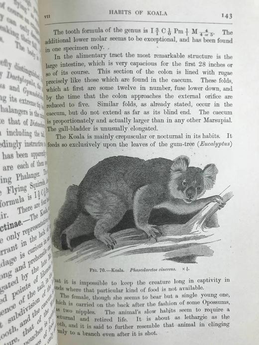 1920年 哺乳动物图鉴 数百幅插图 真皮精装大32开 商品图10