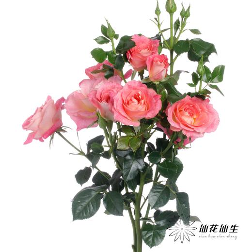 多头玫瑰 | 繁花似锦 商品图5