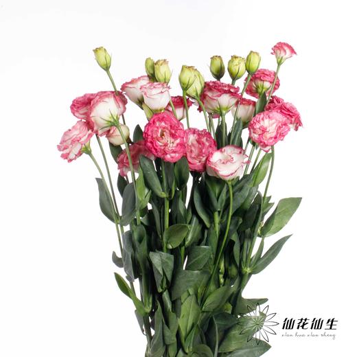 洋桔梗 | 粉边 商品图1