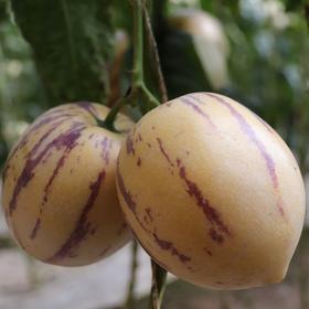 大漠梭梭生态人参果 头茬果5斤装送3斤实发8斤