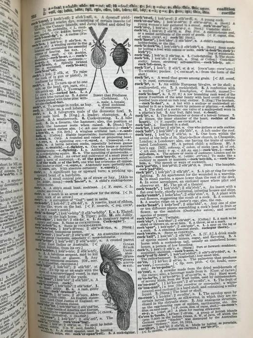 1928年 实用标准英语大词典 2500幅插图 全真皮精装16开 商品图11