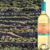 多娜佳塔莱伊亚白葡萄酒 Donnafugata Iighea Zibibbo Sicilia 商品缩略图1