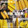 【鹿大叔东北有机糯玉米】双有机认证东北糯玉米2.5kg（10支） 健康粗粮低脂饱腹 商品缩略图4