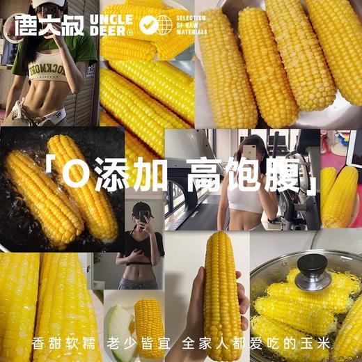【鹿大叔东北有机糯玉米】双有机认证东北糯玉米2.5kg（10支） 健康粗粮低脂饱腹 商品图4