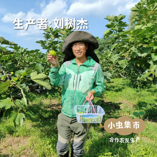 生态青皮无花果干 86g /罐 | 合作农友生产，产自山东威海，生产者：刘树杰 ＆【公平贸易农人定价】 商品图3