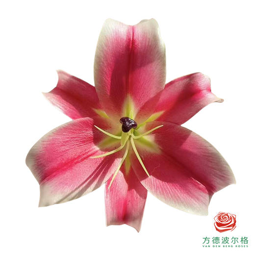 百合-小仙女 5枝/扎 商品图0