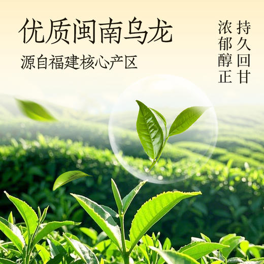 轻上白桦树乌龙茶无糖茶饮品原茶真萃健康清爽400ml 商品图5