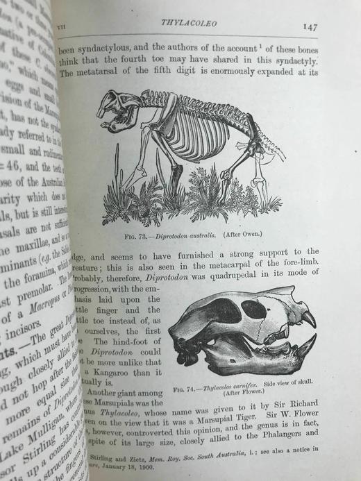 1920年 哺乳动物图鉴 数百幅插图 真皮精装大32开 商品图9