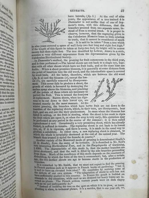 1833年6月~1834年5月 园丁与护林人纪事杂志 9幅手工上色彩色与大量黑白文间插图 全真皮精装大32开 商品图14