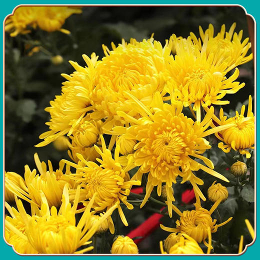 茯济堂花中皇后金丝皇菊 商品图4