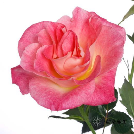 多头玫瑰 | 繁花似锦 商品图4