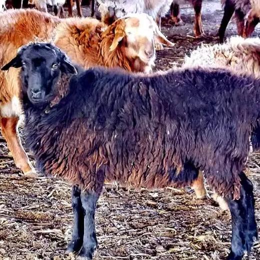 谢利盖·黑金喀尔黑金羔羊礼盒 3000g  有机黑金羔羊 浓香不膻 高端年节礼盒 甄选礼赠 商品图1