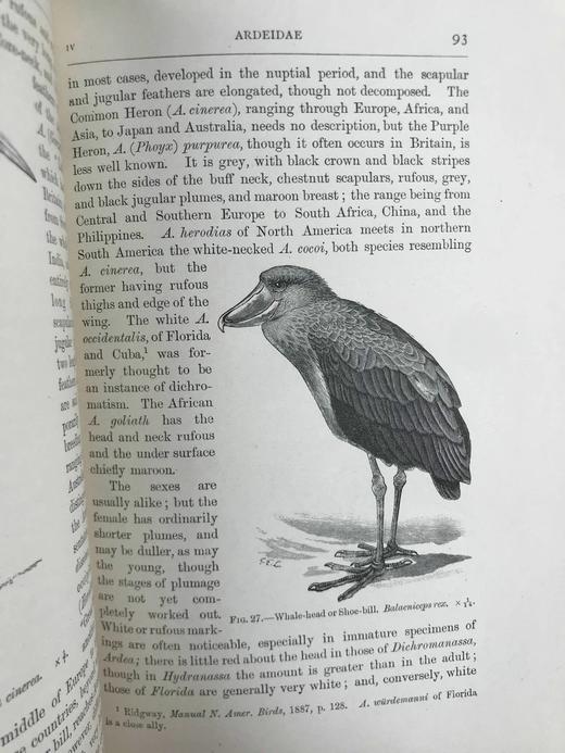 1922年 鸟类图鉴 数百幅插图 真皮精装大32开 商品图11