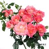 多头玫瑰 | 繁花似锦 商品缩略图1