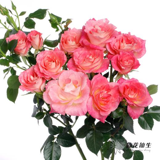 多头玫瑰 | 繁花似锦 商品图1