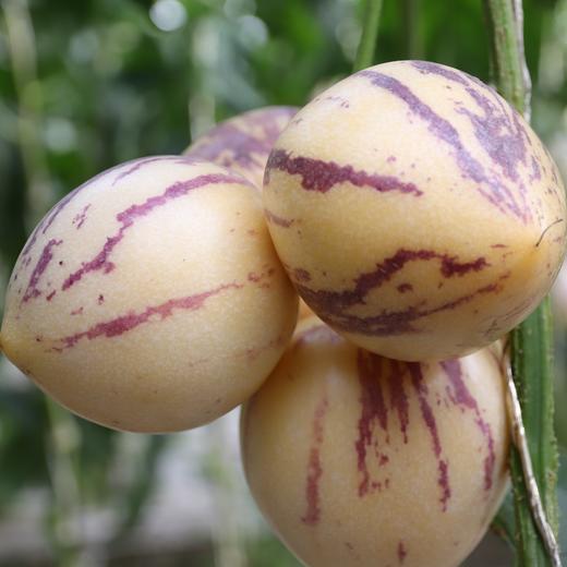 大漠梭梭生态人参果 头茬果5斤装送3斤实发8斤 商品图3