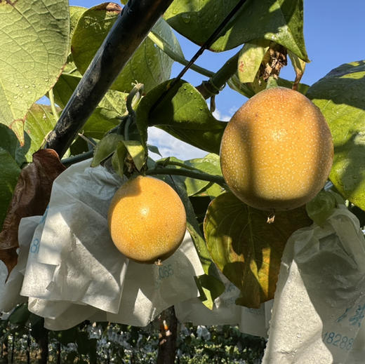 云南西双版纳  特级热情果一件10个  礼盒装 脆甜清爽 纯甜  嘎嘣脆 商品图5