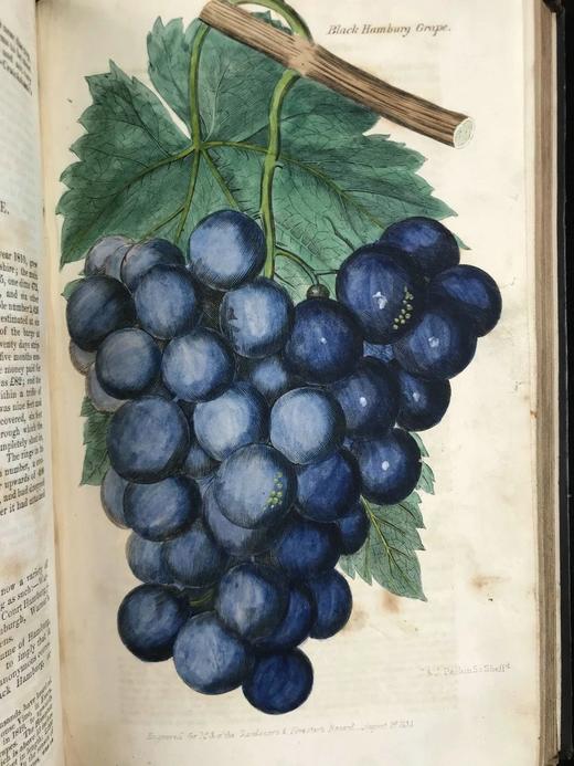 1833年6月~1834年5月 园丁与护林人纪事杂志 9幅手工上色彩色与大量黑白文间插图 全真皮精装大32开 商品图12