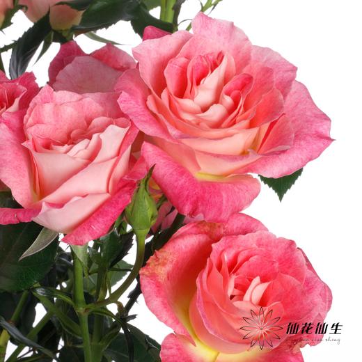 多头玫瑰 | 繁花似锦 商品图3