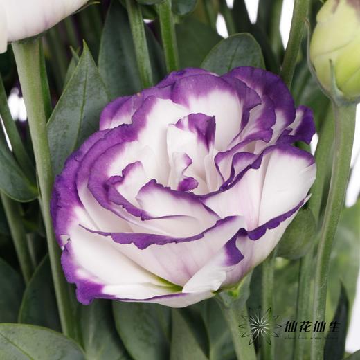 洋桔梗 | 紫边 商品图4