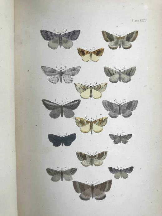 含藏书票！1872年 英国蛾类自然史（全4卷） 132页套色版画插图 漆布精装16开 商品图14