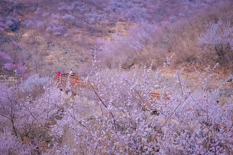西峪村桃花｜网红打卡西峪村-徒步桃花栈道赏漫山桃花（可徒步可休闲）