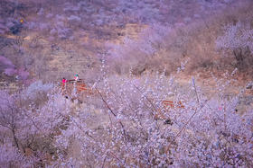西峪村桃花｜网红打卡西峪村-徒步桃花栈道赏漫山桃花（可徒步可休闲）