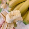 【满2件减5元】天宝香蕉 树上自然8成熟无农残不打除草剂不打膨大剂自然生长两干多年种植历史 商品缩略图0