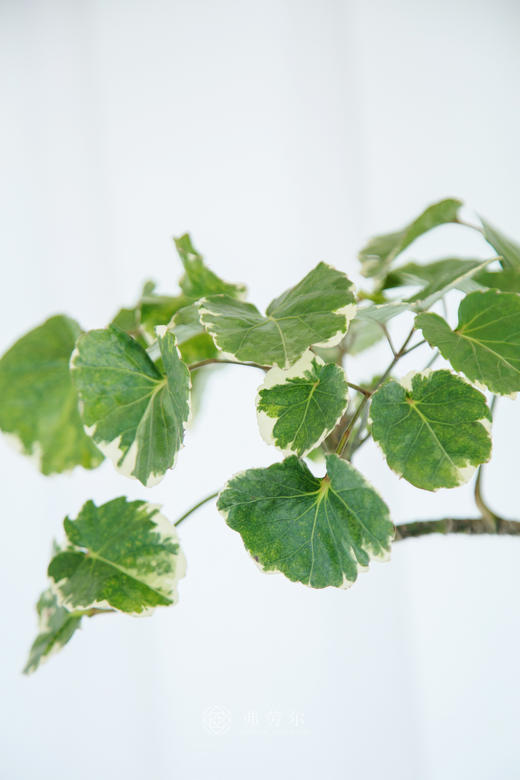 造型福禄桐 商品图1