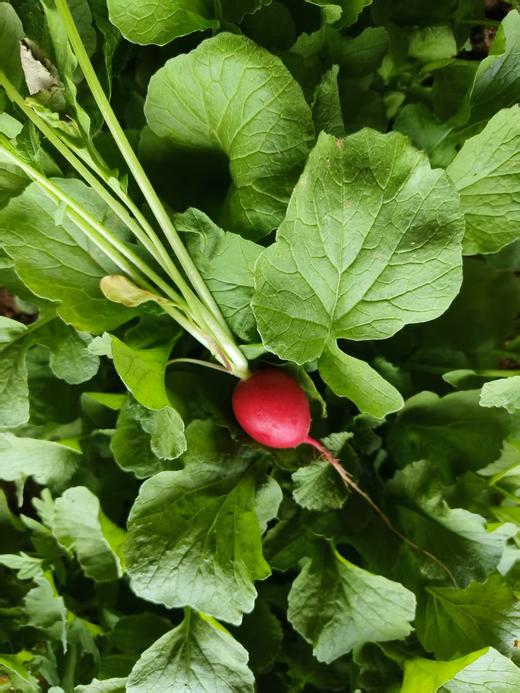 鸿翠园 有机小红丁 商品图10