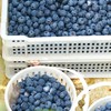 云南基地直采 L25花香蓝莓 商品缩略图3