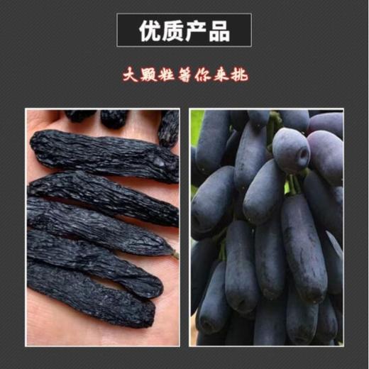 新疆一级蓝宝石葡萄干500g 商品图2