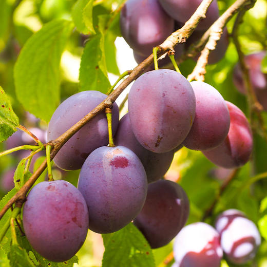 西遇三山记·西梅干 200g*2  肉厚软糯 细腻绵软 清润可口 商品图1