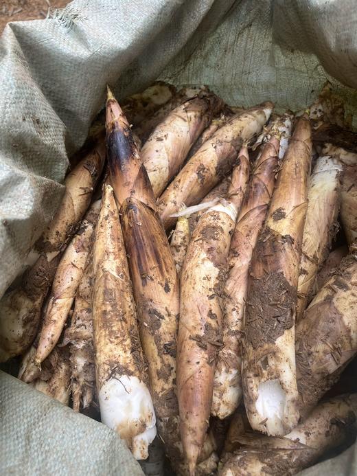 「春菜」临安天目山土雷竹春笋·又鲜又嫩 中笋 大笋 txa 商品图7