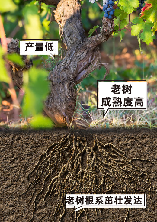 【捡漏福利】云南红老树5星干红葡萄酒13度750ml弥勒酒庄 商品图2