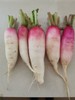 小萝卜（红头） 商品缩略图0