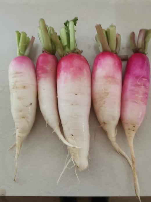 小萝卜（红头） 商品图0