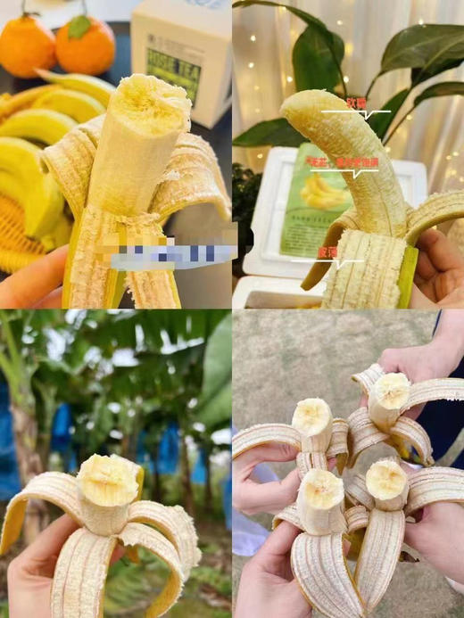 【天宝香蕉】正宗现割零添加新鲜当季水果非米蕉芭蕉红蕉 商品图2