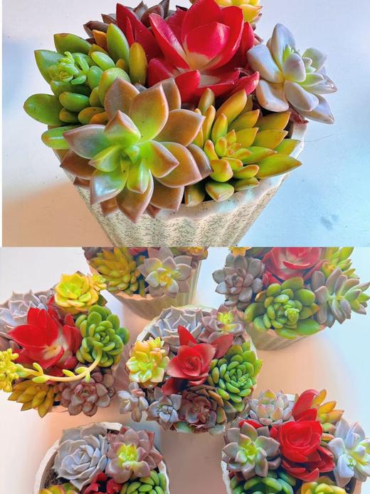 组盆多肉 商品图0